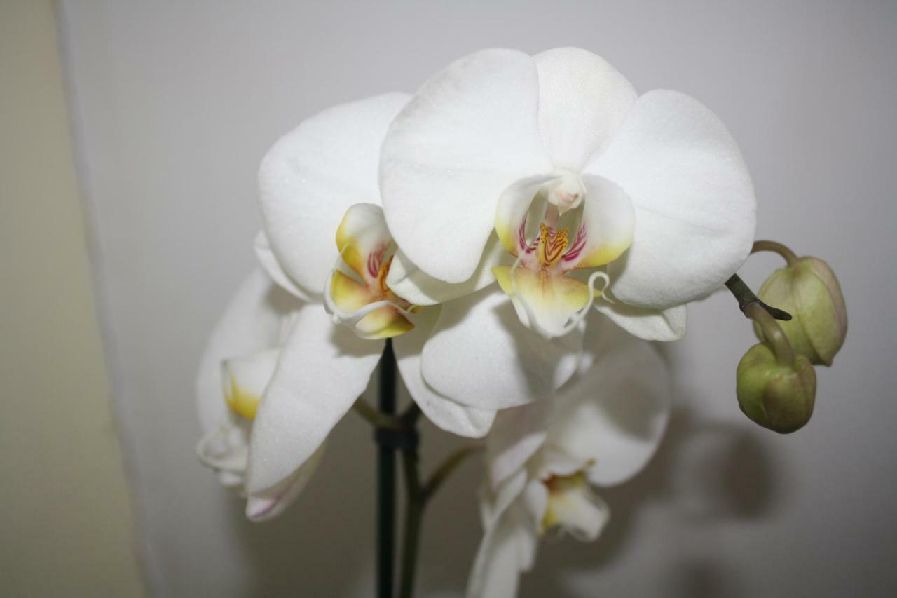 Orchid Cottage Gorges  Exteriér fotografie